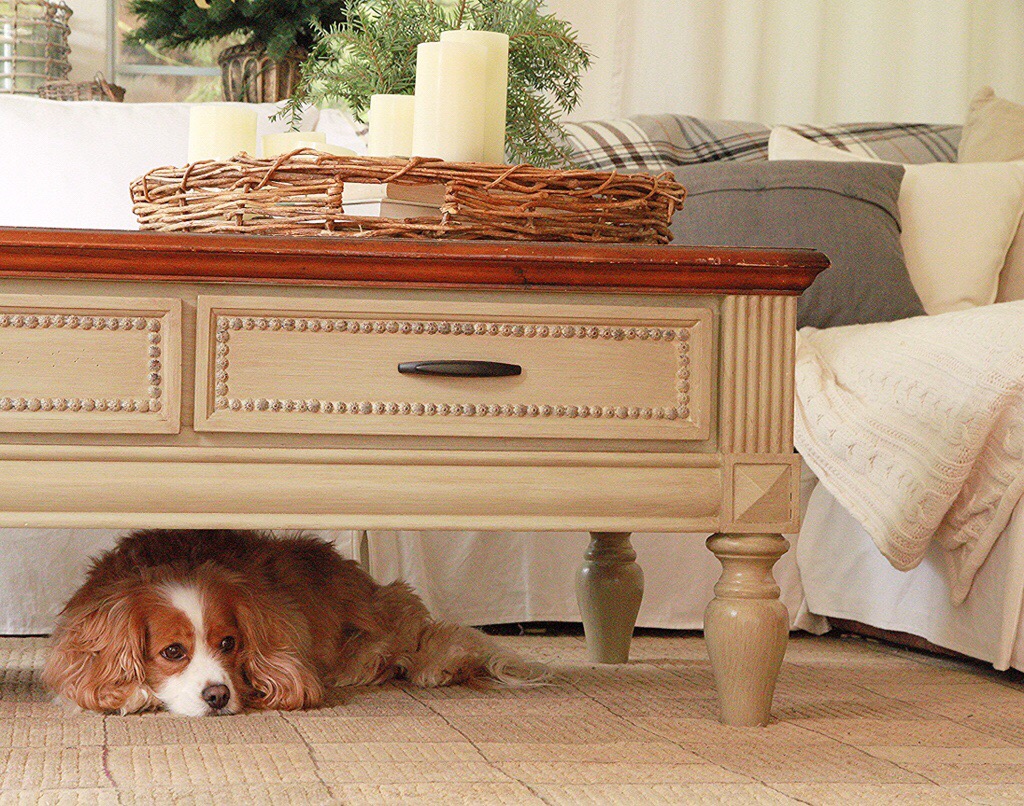 A little dog under the coffee table.