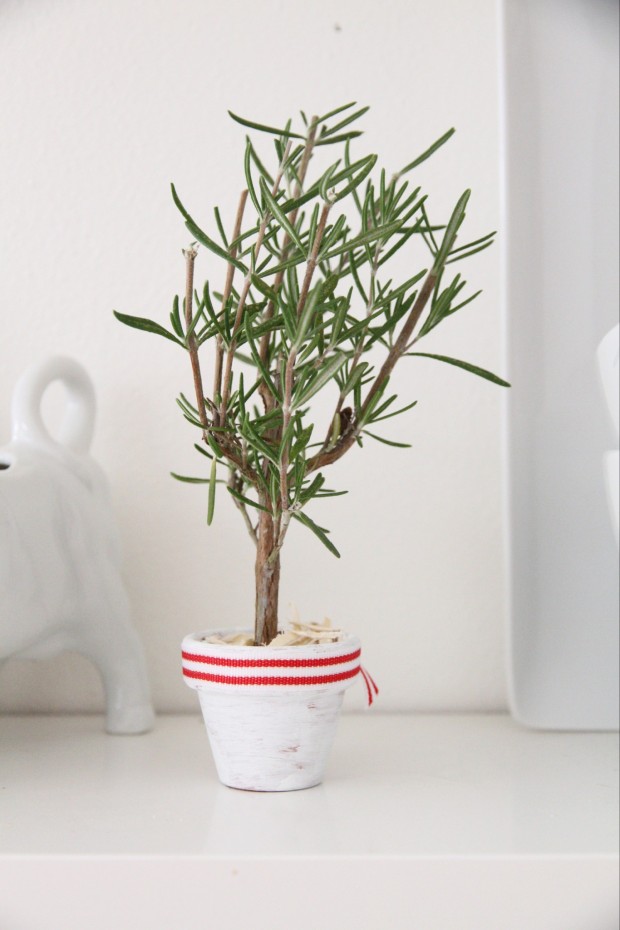 Rosemary Christmas tree in a white pot with a red and white ribbon around the pot.