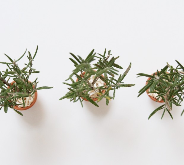 Three posts of DIY rosemary Christmas trees.