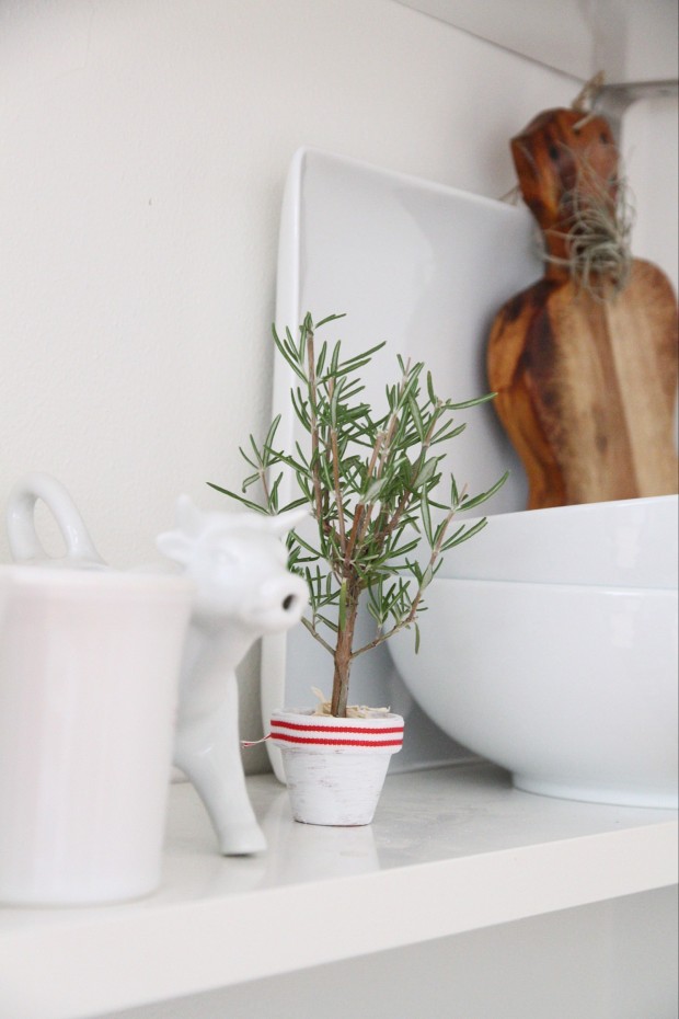 The little rosemary Christmas tree on a white shelf in the kitchen.