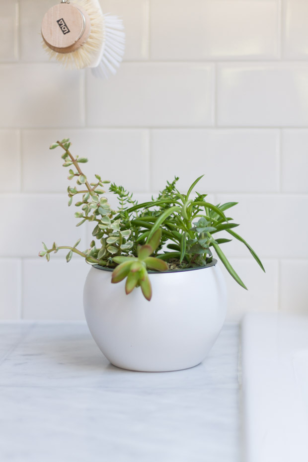 Potted plant on counter.