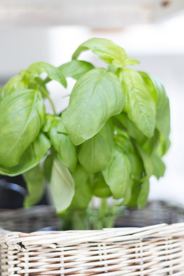 Basil in wicker basket on counter.