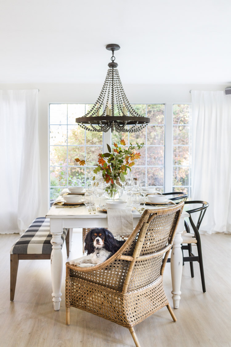 Little dog sitting on wicker chair in front of table.