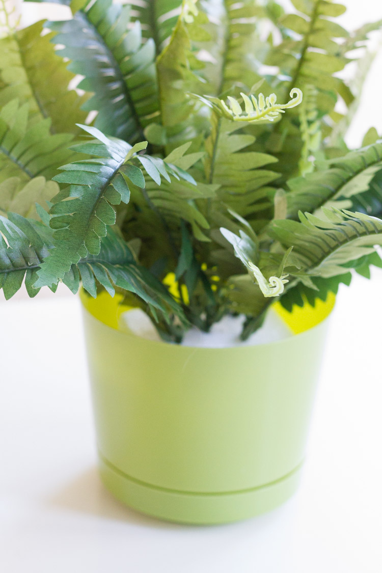 DIY Spring Fern Plant 