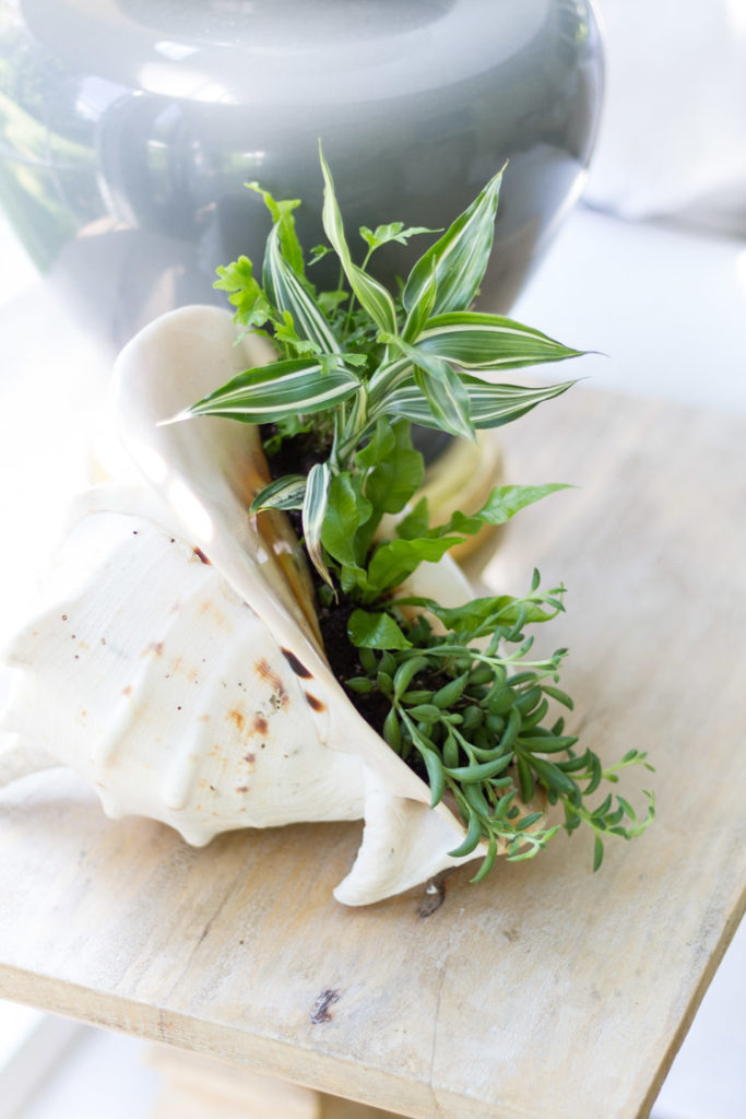 DIY Shell Planter