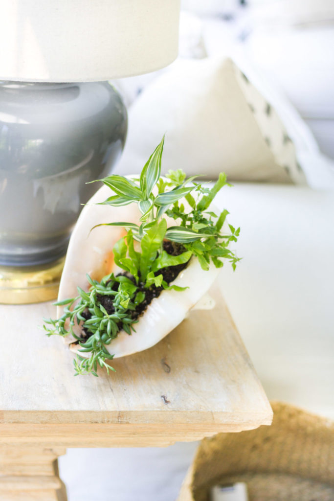 DIY Shell Planter
